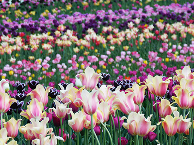 Champ de tulipes à Chicago